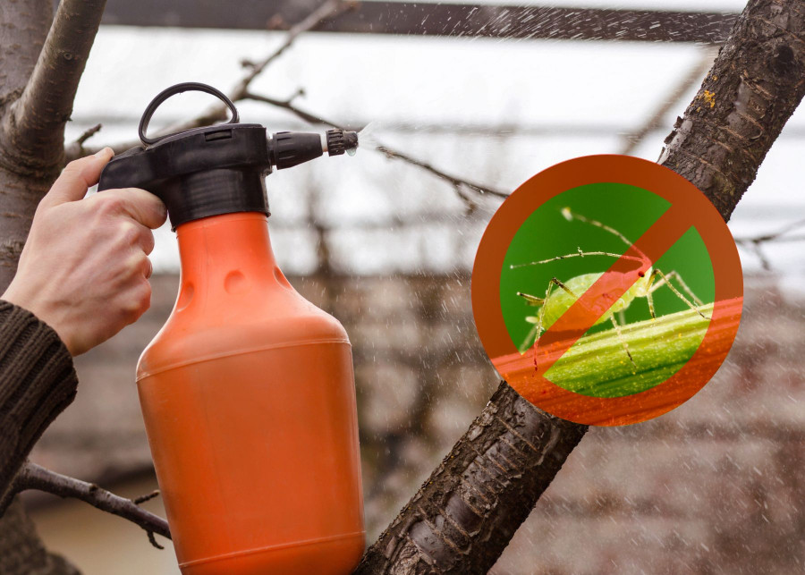 Oprysk olejem przed sezonem zwalczy szkodniki zimujące w sadzie