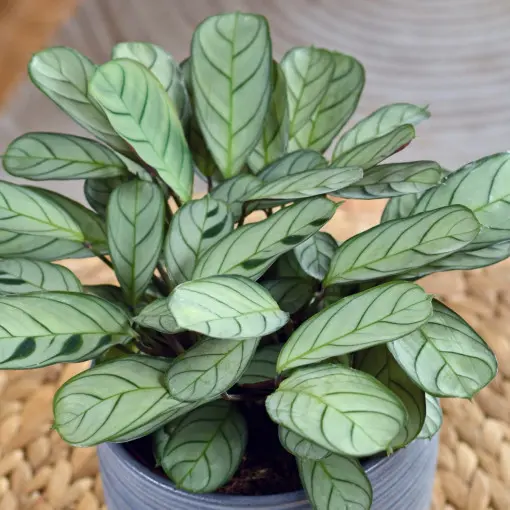 Ctenanthe
