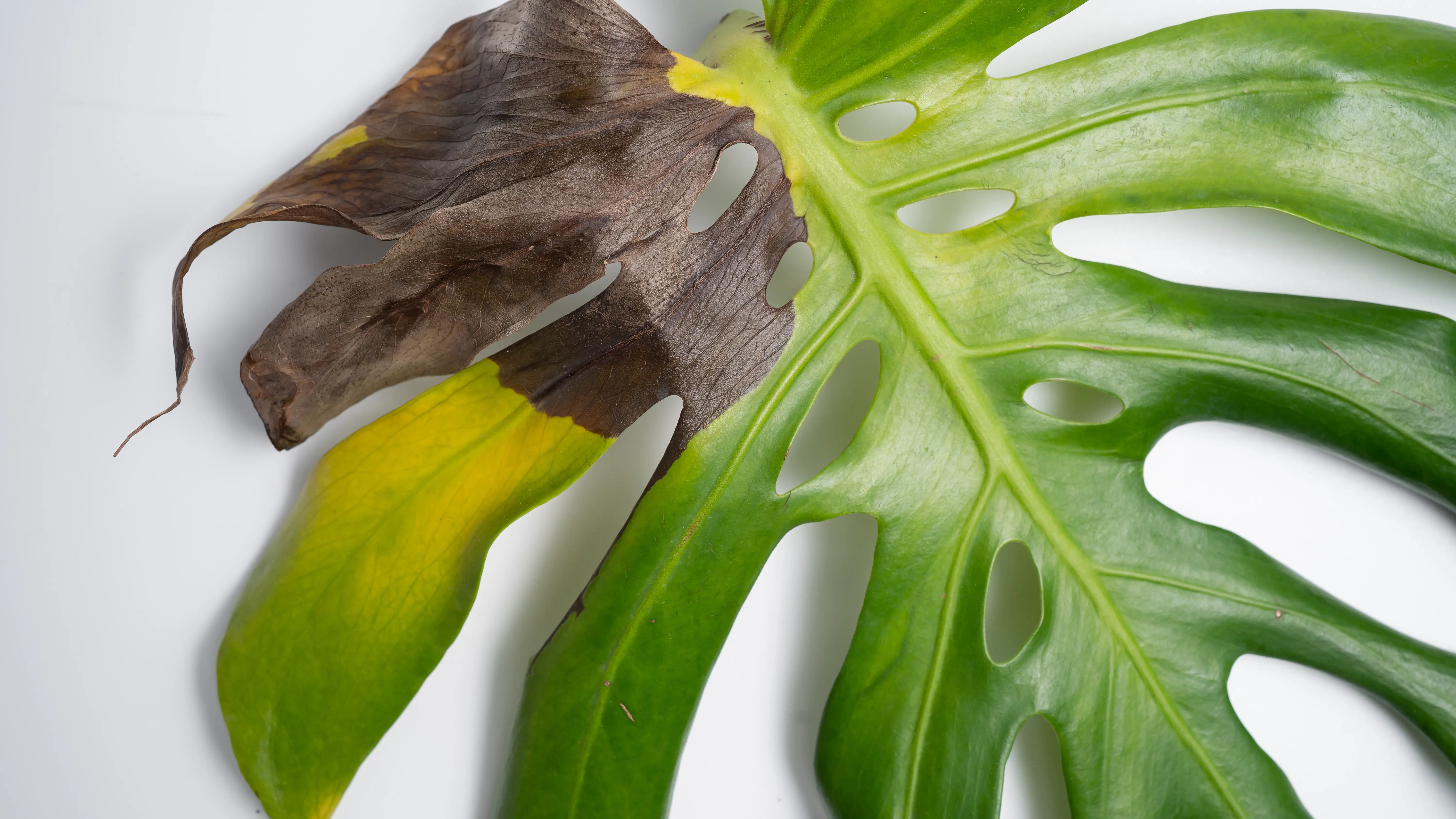monstera borsigiana kaufen Monstera Borsigiana Variegata Albo (Mature Mother Plant) Low Variegation main image 1