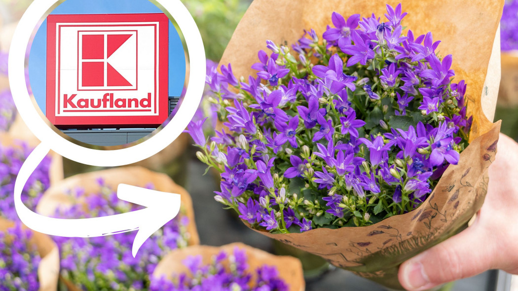 Dzwonek campanula w ofercie sklepu Kaufland