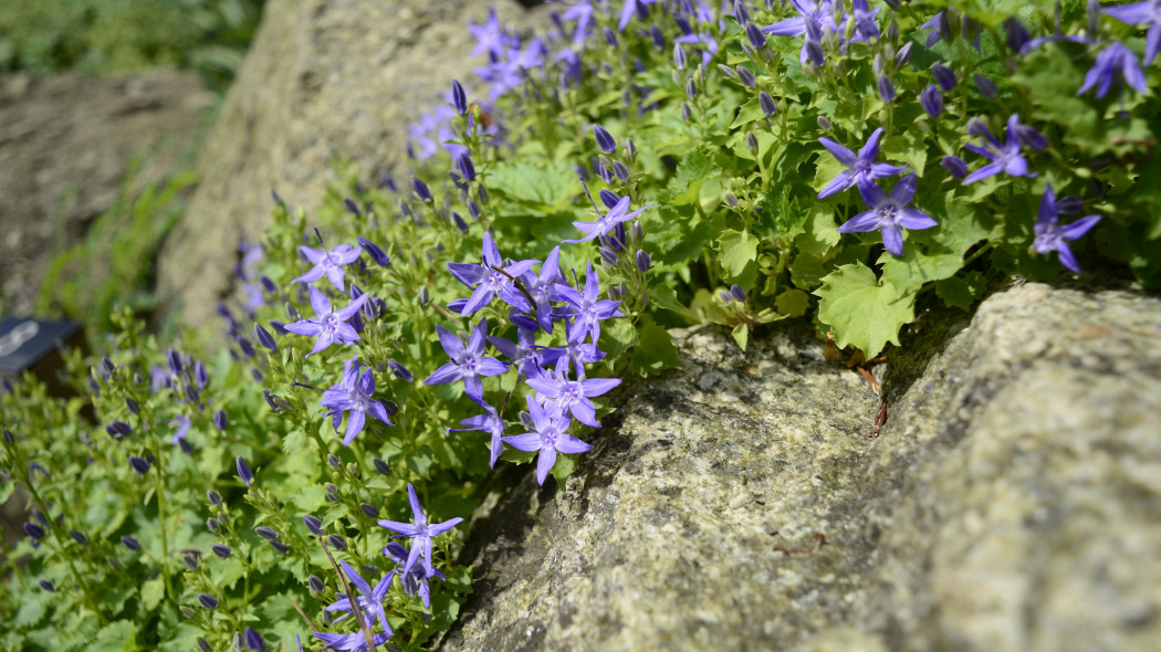 Dzwonek gargański (Campanula garganica)