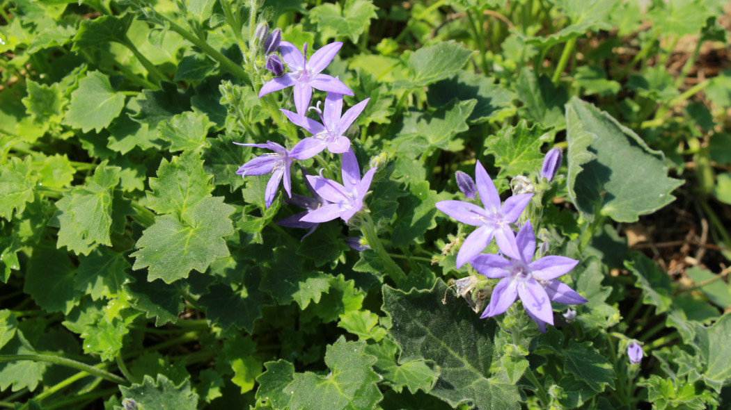 Dzwonek gargański (Campanula garganica)