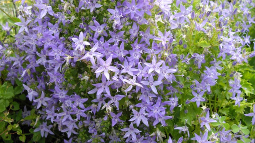 Dzwonek gargański (Campanula garganica)