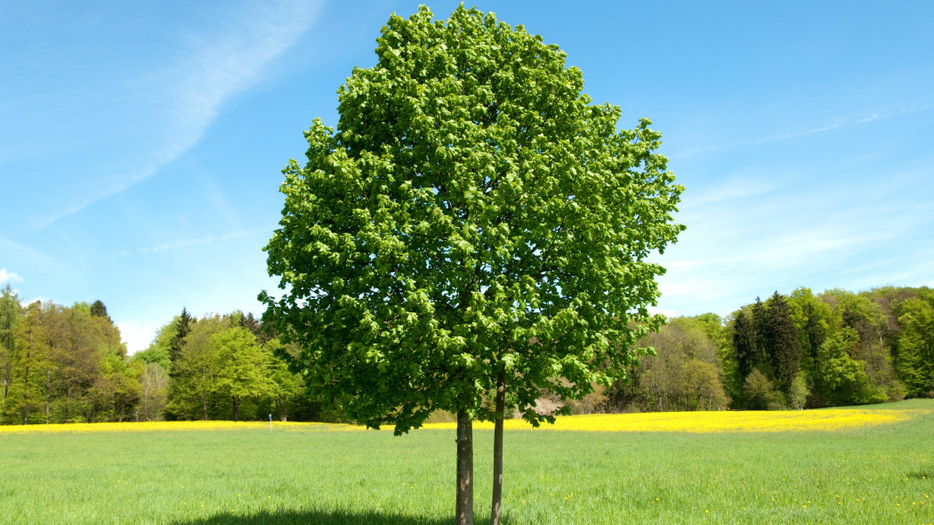 Lipa szerokolistna (Tilia platyphyllos)