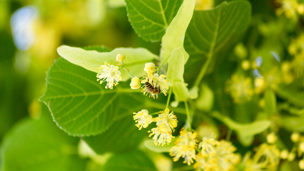 Lipa szerokolistna (Tilia platyphyllos)