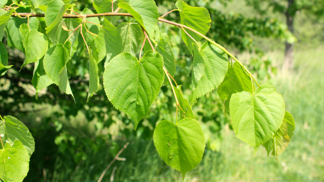 Lipa szerokolistna (Tilia platyphyllos)