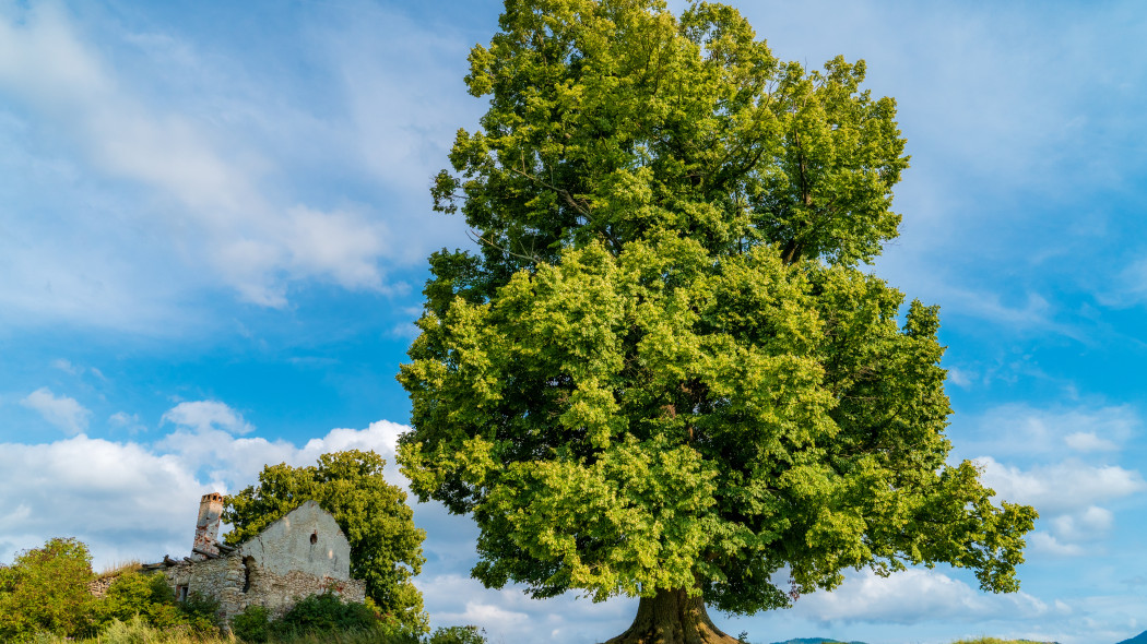 Lipa szerokolistna (Tilia platyphyllos)