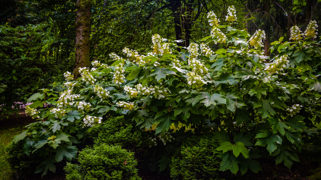 Surmia posrednia Catalpa erubescens, fot. AdobeStock_366314646