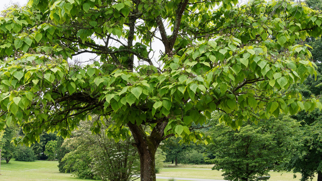 Surmia posrednia Catalpa erubescens, fot. AdobeStock_355703884