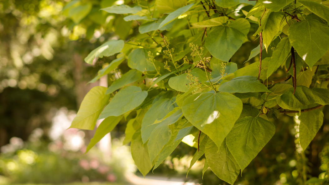 Surmia posrednia Catalpa erubescens, fot. AdobeStock_368259400