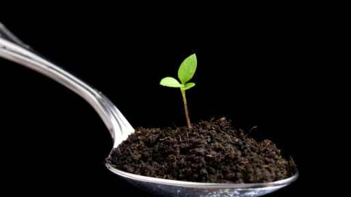 Czym jest humus glebowy? Ta materia organiczna jest kluczowa dla zdrowego wzrostu roślin