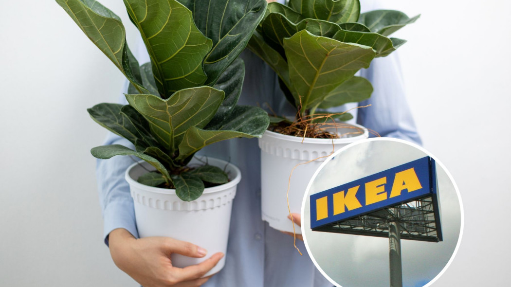 Fikus z IKEA - porady, jak utrzymać roślinę w doskonałej kondycji