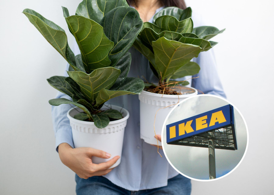Fikus z IKEA - porady, jak utrzymać roślinę w doskonałej kondycji
