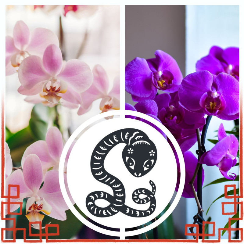 Chiński znak zodiaku – wąż i orchidee, storczyki