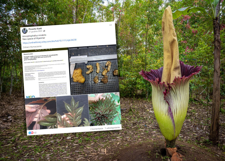Amorphophallus mirabilis - kuzyn najbardziej śmierdzącej rośliny świata znaleziony w dżungli w Birmie