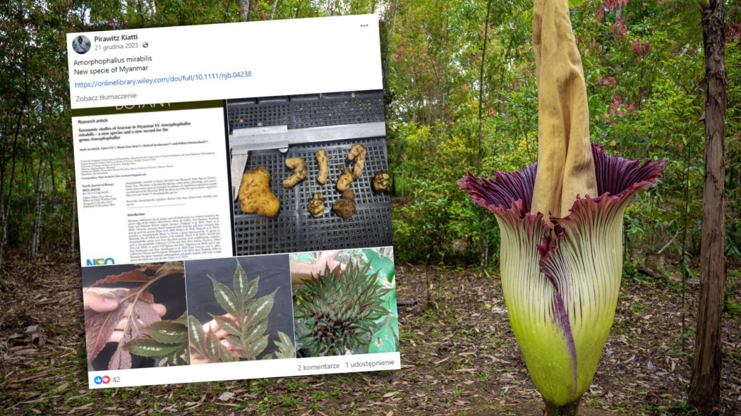 Amorphophallus mirabilis - kuzyn najbardziej śmierdzącej rośliny świata znaleziony w dżungli w Birmie