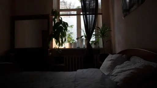 Półmrok zimą w pokoju to u was codzienność? Tym roślinom to nie straszne