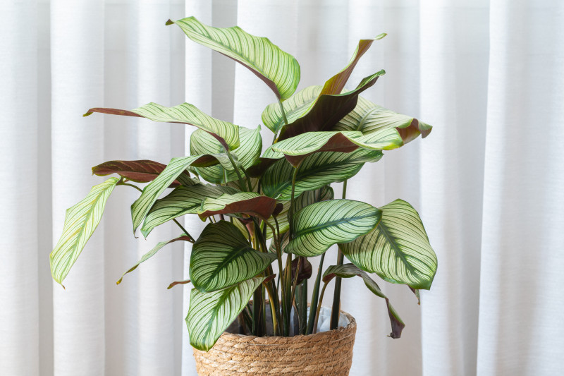 Kalatea to roślina doniczkowa do cienia. Na zdjęciu Calathea Majestica ‘White Star’ 