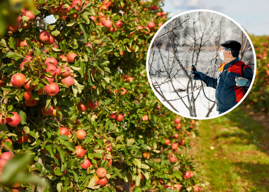 Skuteczne opryski jabłoni przeciw parchowi i innym chorobom