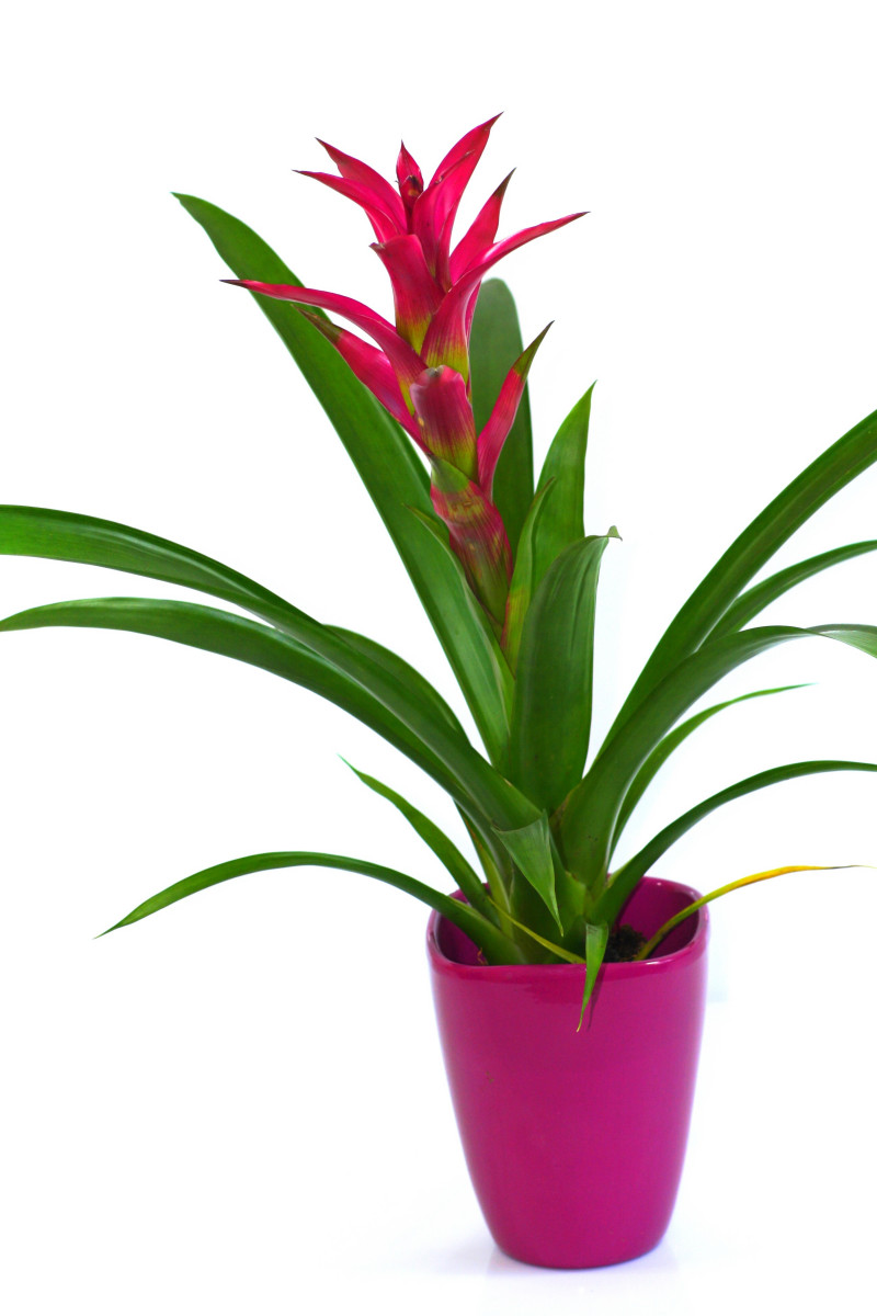 Bromelia - kwiat doniczkowy na Walentynki