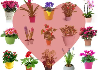 Szukasz pomysłu na Walentynki? Oto 15+ kwiatów doniczkowych pełnych miłości