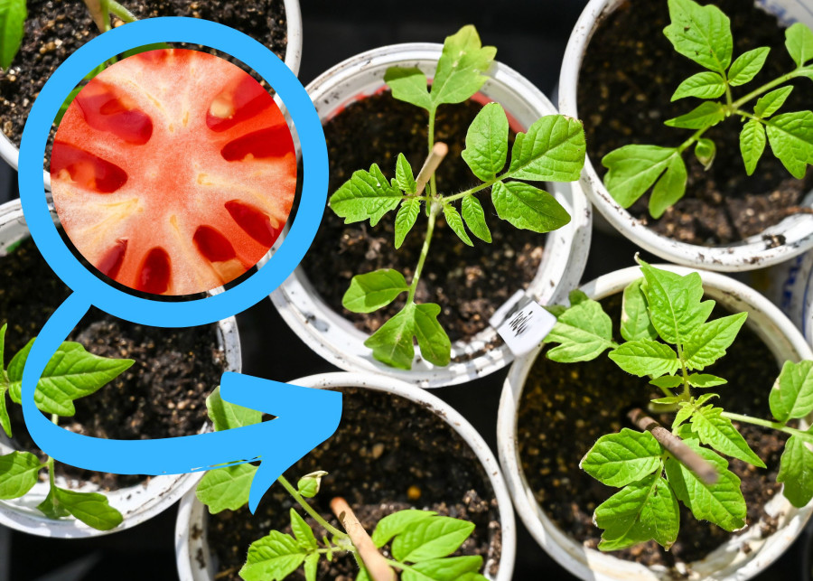 Sadzonki odmian pomidorów w plastikowych pojemnikach po jogurcie