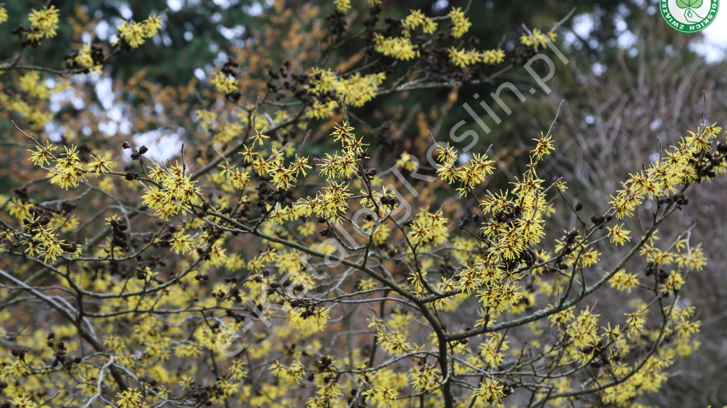 żółte frędzelkowate kwiaty oczaru pośredniego Hamamelis ×intermedia Westerstede w ogrodzie 