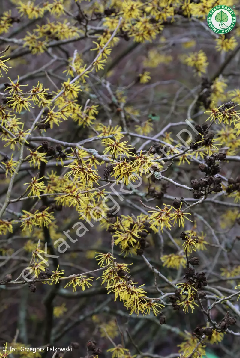 żółte frędzelkowate kwiaty oczaru pośredniego Hamamelis ×intermedia Westerstede w ogrodzie zimą