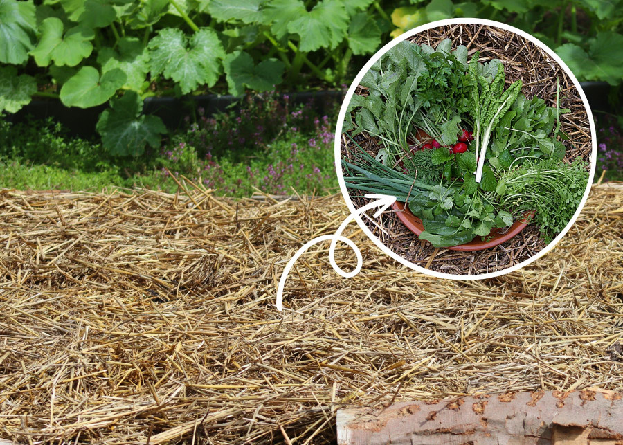 Uprawa warzyw na słomie. Grządka słomiana to sposób na ekologiczne warzywa. Metoda uprawy warzyw zgodna z zasadami permakultury.