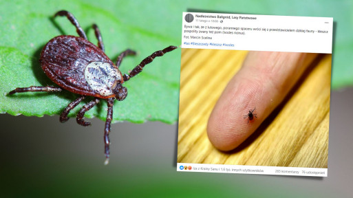 Wiosenna inwazja kleszczy w tym roku nadeszła wcześniej. Czy spacer po lesie jest bezpieczny?