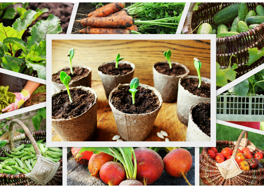 Wysiewanie i sadzenie warzyw w ogrodzie - od nasionka do zbioru - daty i porady