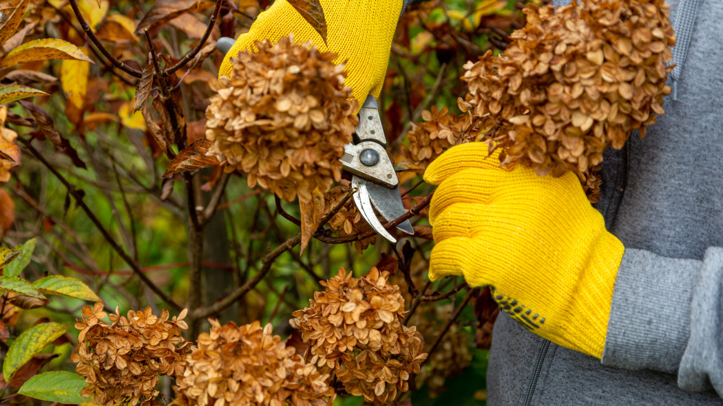 Przycinaj hortensję przed sezonem, fot. AdobeStock_383386095