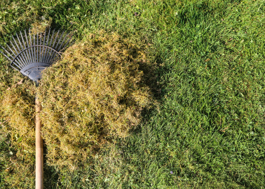 3 sposoby na szybkie pozbycie się mchu z trawnika - bez grabienia