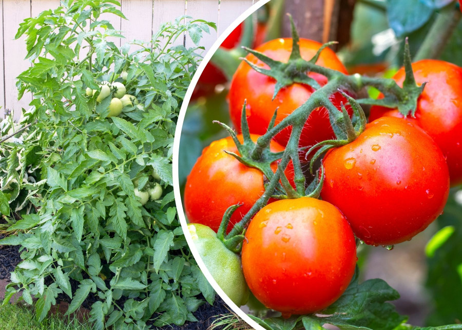 Pomidory samokończące w ogrodzie i donicach Czym sa i czy warto uprawiac