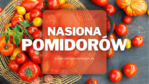 Nasiona pomidorów | Jakie wybrać i gdzie kupić?