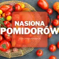 Nasiona pomidorów | Jakie wybrać i gdzie kupić?