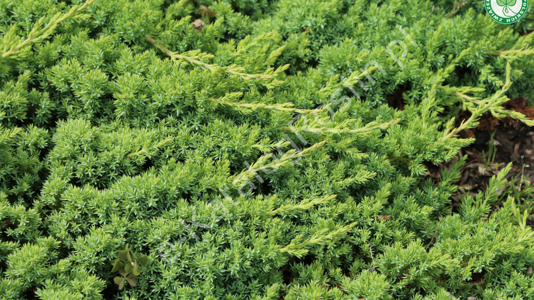 jałowiec rozesłany Juniperus procumbens Nana fot. Grzegorz Falkowski ZSzP