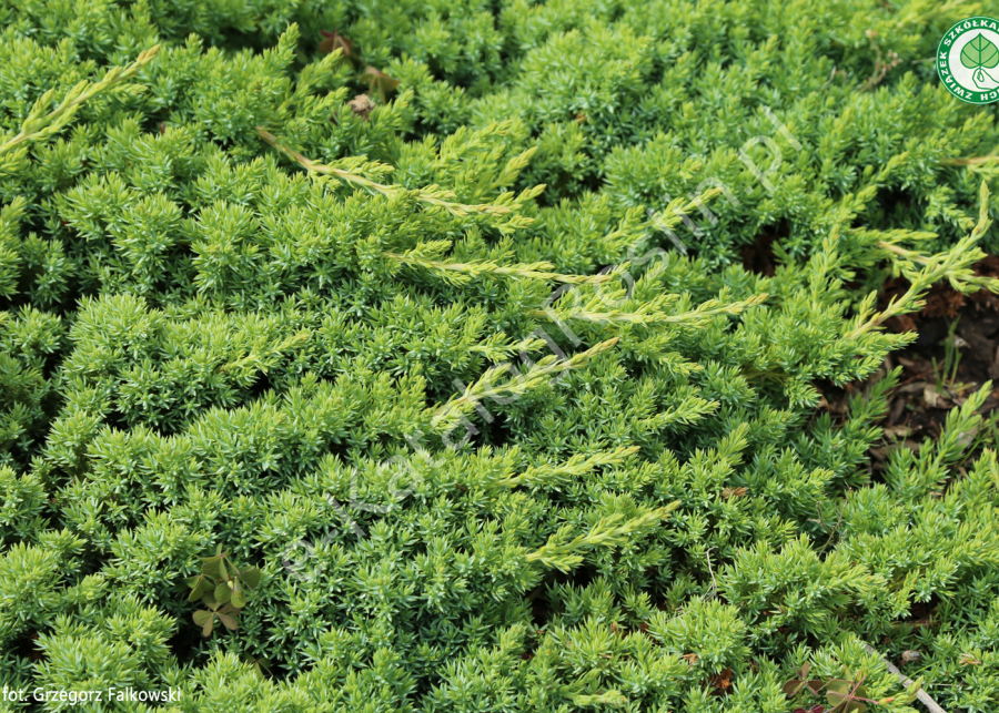 jałowiec rozesłany Juniperus procumbens Nana fot. Grzegorz Falkowski ZSzP