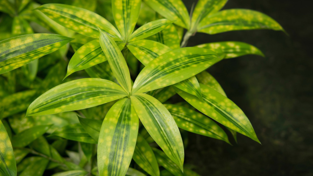 Dracena rozgałęziona z liscmi o zielonych paskach i żółtych kropkach