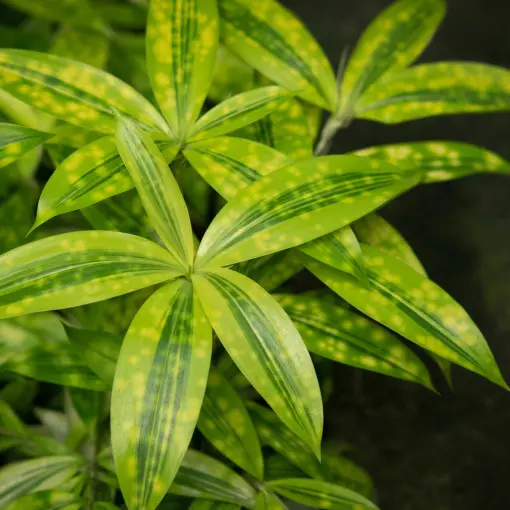 Dracena rozgałęziona
