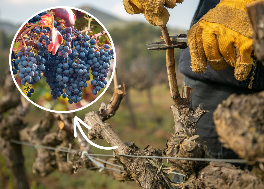 Wiosenne przycinanie winorośli to gwarancja obfitych plonów jesienią