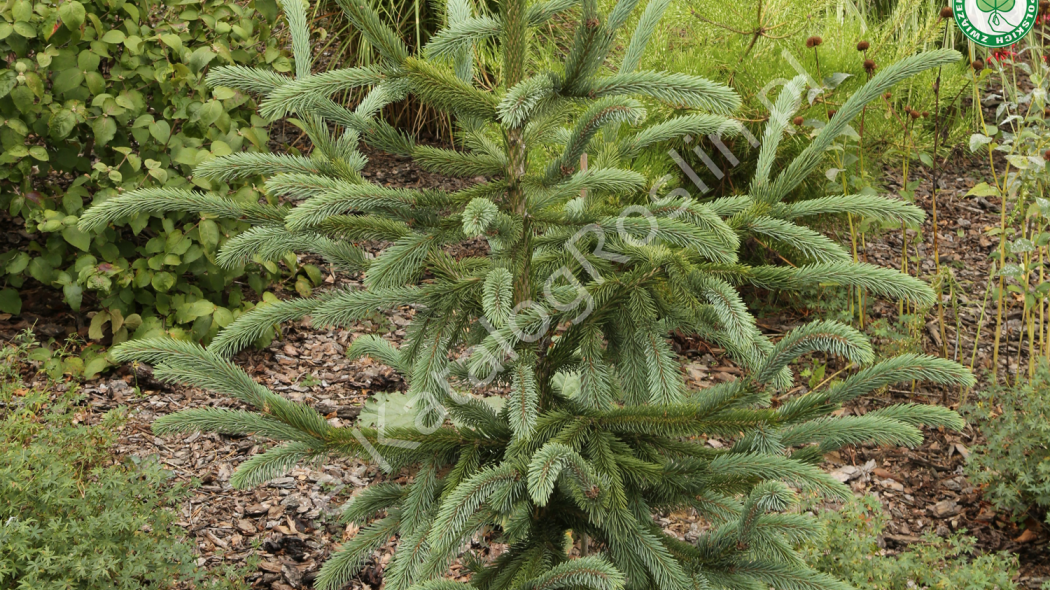 świerk Engelmanna Picea engelmannii Snake - iglasty krzew w ogrodzie