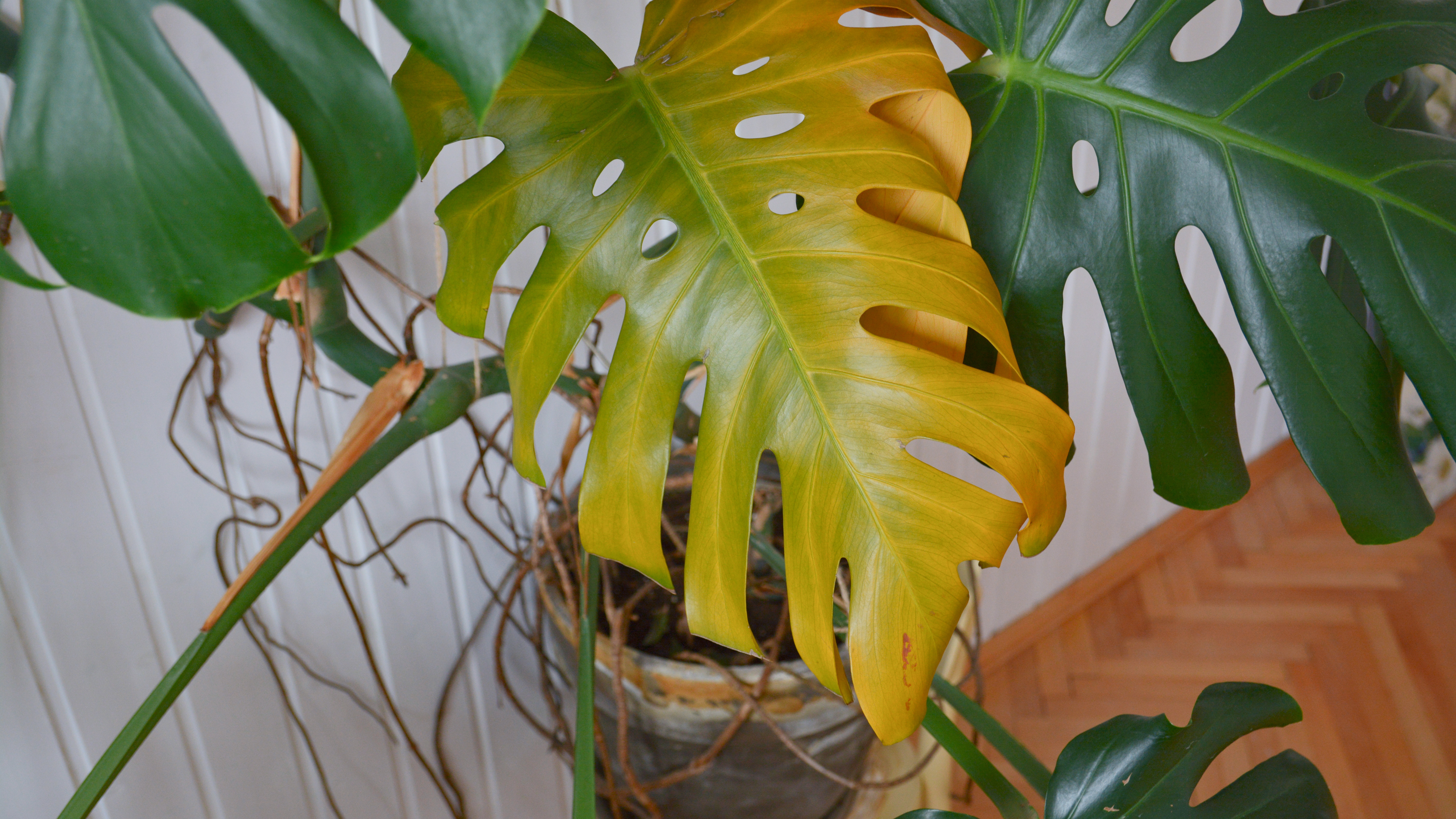 philodendron golden saw Philodendron 'Gergaji Golden Saw' main image 1
