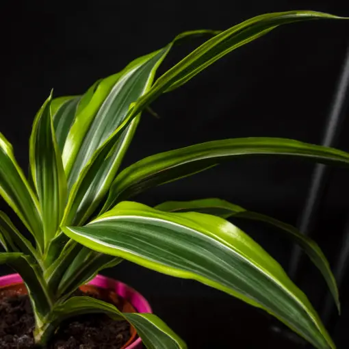 Dracena wonna 'Lemon Lime'