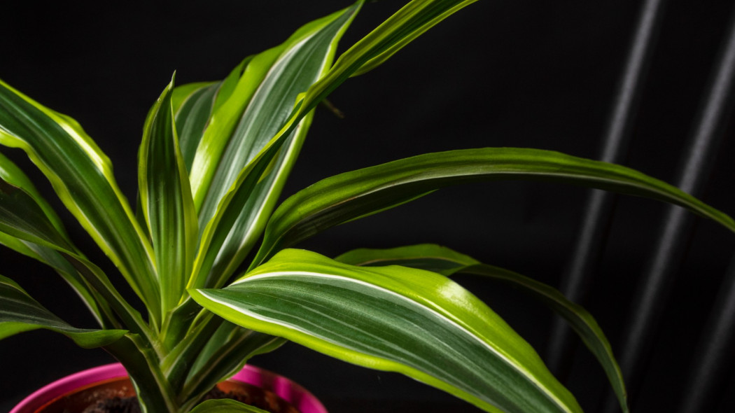 Dracena wonna Lemon Lime, fot. AdobeStock_462225303