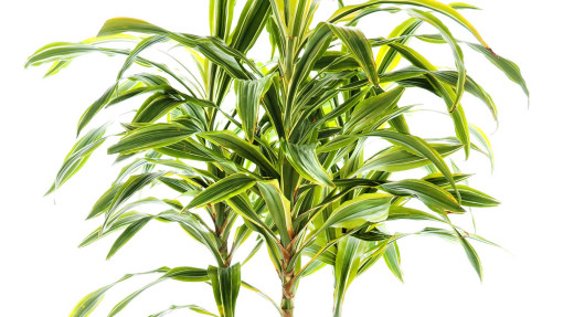 Dracena wonna 'Lemon Lime'