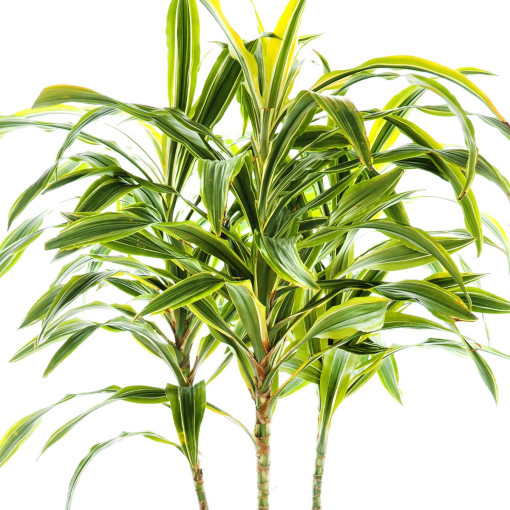 Dracena wonna 'Lemon Lime'