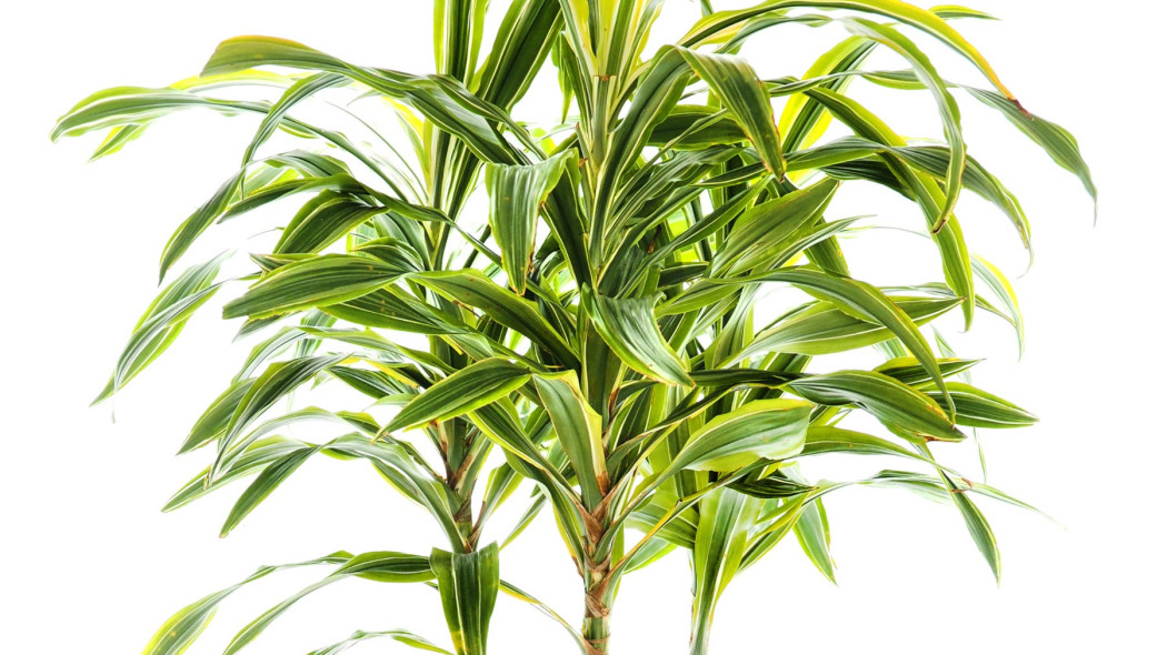 Dracena wonna Lemon Lime