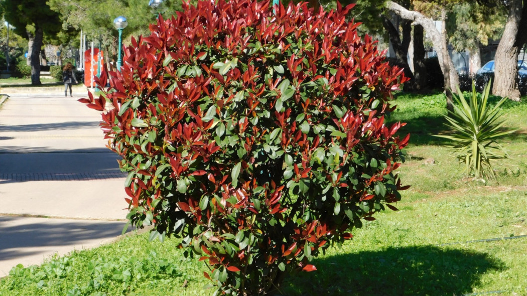 Glogownik Frasera Photinia fraseri Red Robin