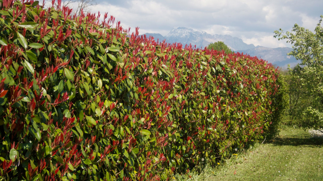 Żywopłot z Glogownik Frasera Photinia fraseri Red Robin, fot. AdobeStock_268122271